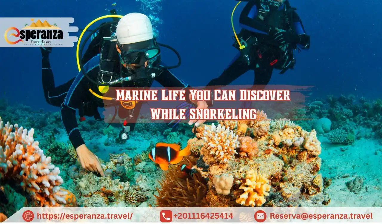 Marine Life You Can Discover While Snorkeling